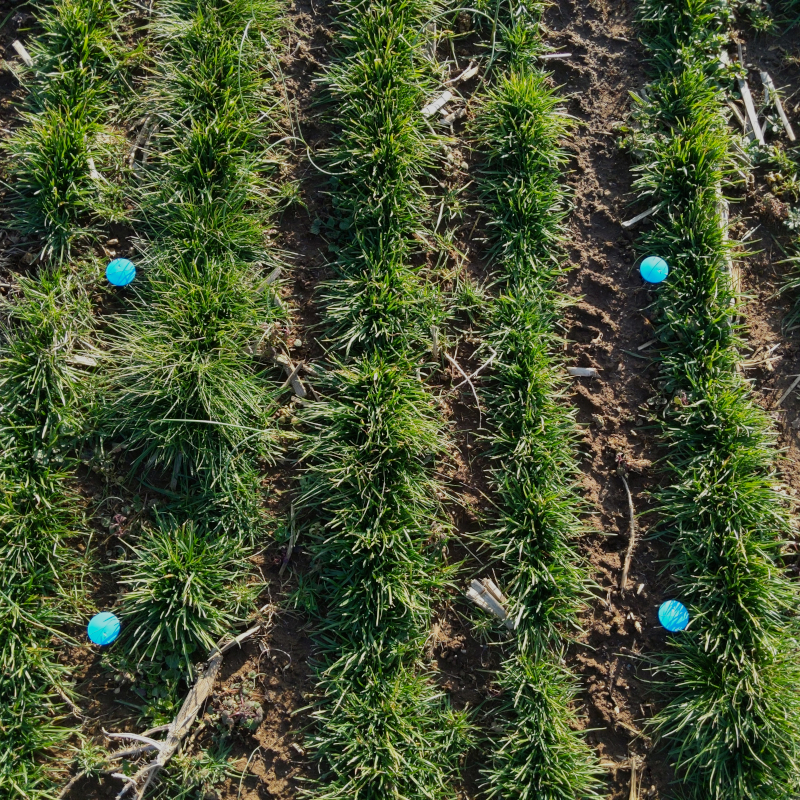 Establishing PGC in the field
