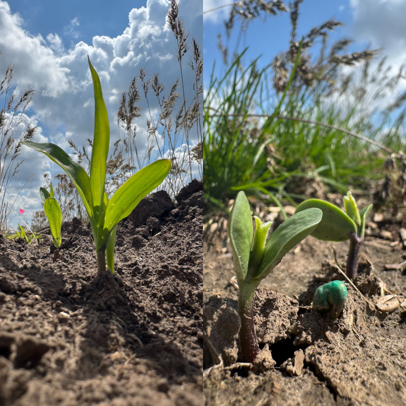 Corn and Soybean at Emergence