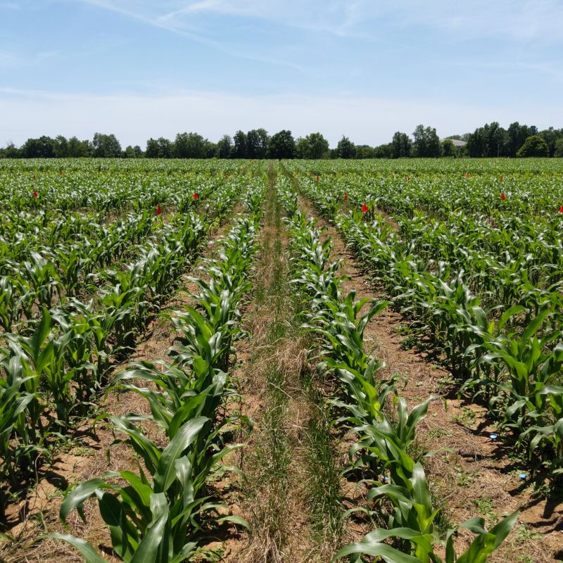 Corn at V6 in KBG