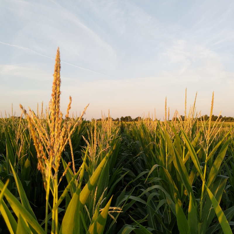 Corn tasseling at sundown