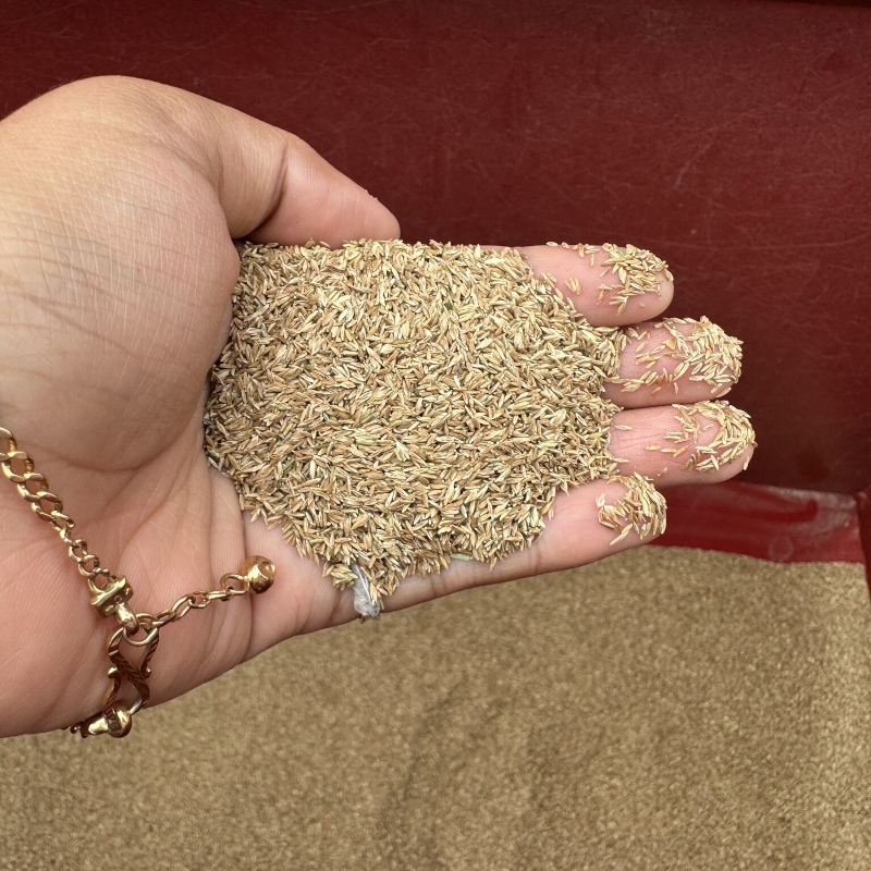 Kentucky Bluegrass Seed